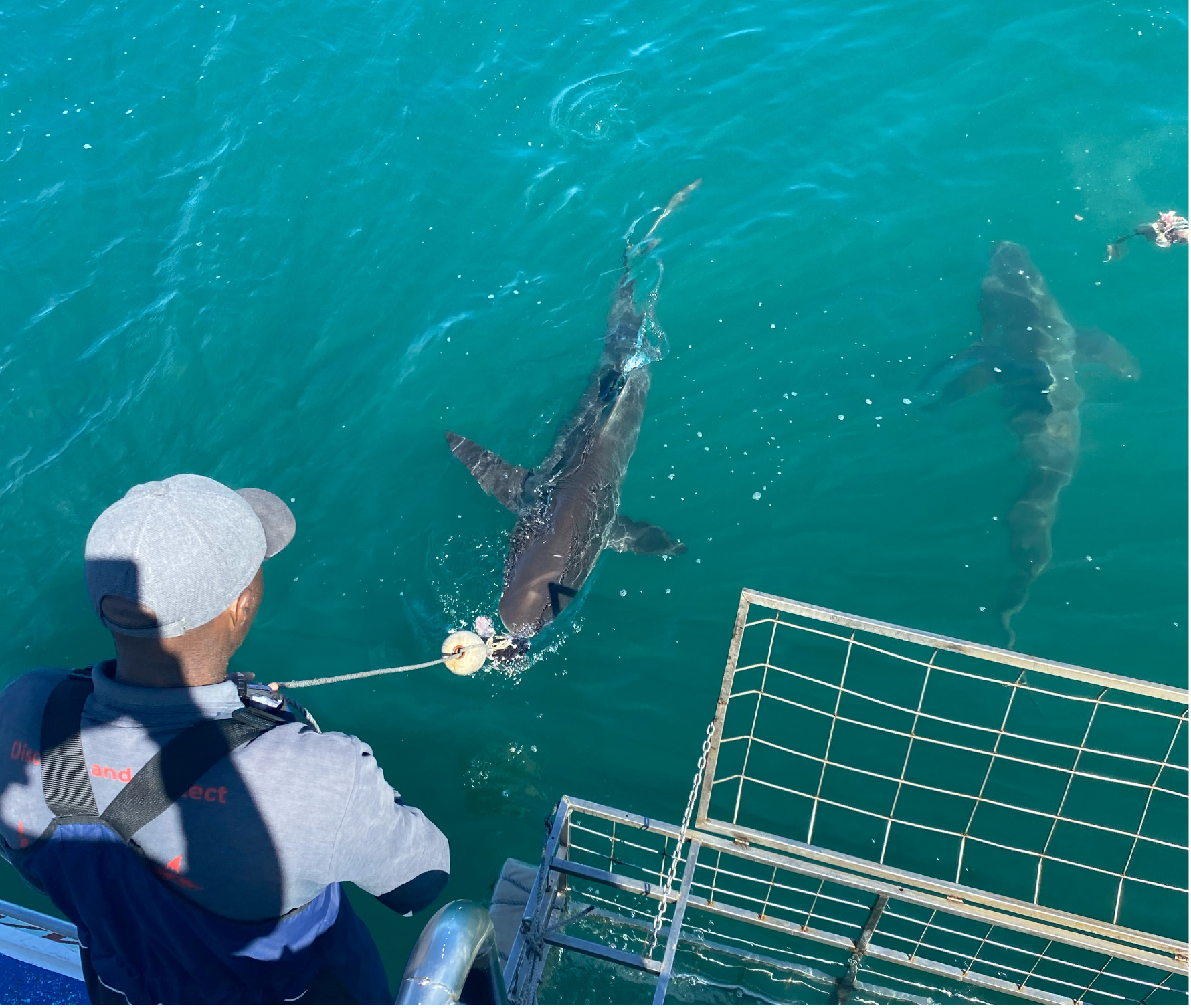 Shark Cage Driving Cape Town Tours