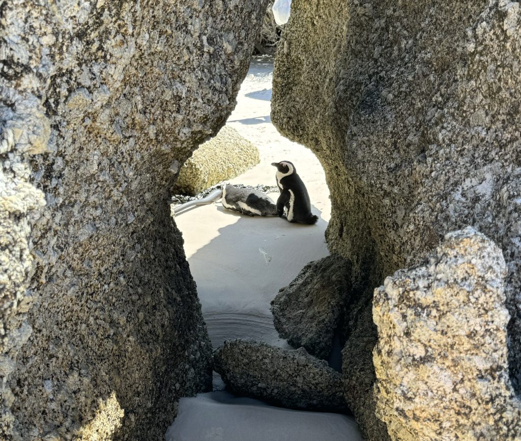 Handcrafted South African vacation packages