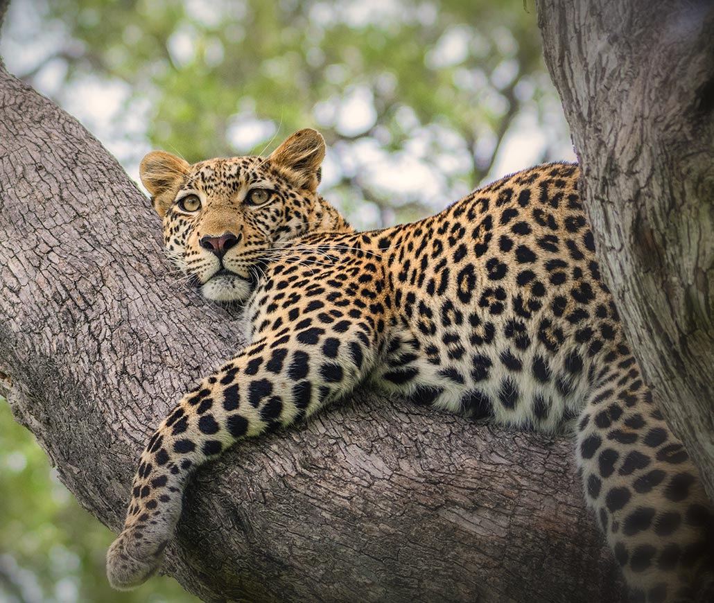 Game Drives in South Africa Sightings