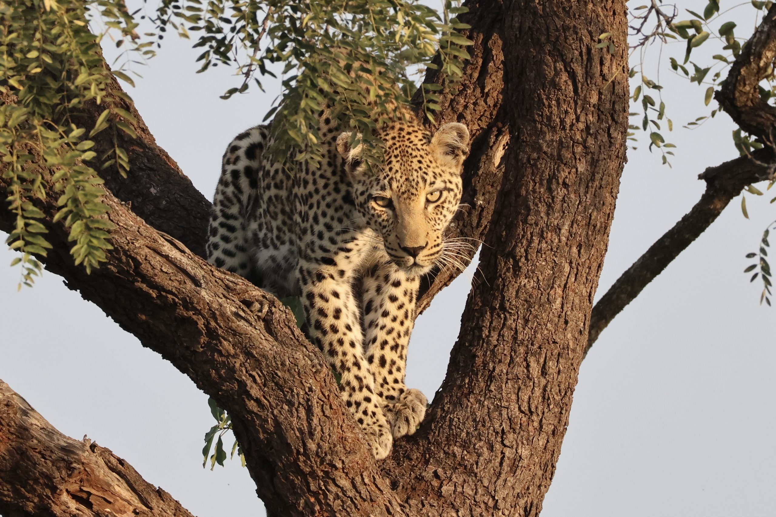 Custom Kruger Tour for large groups