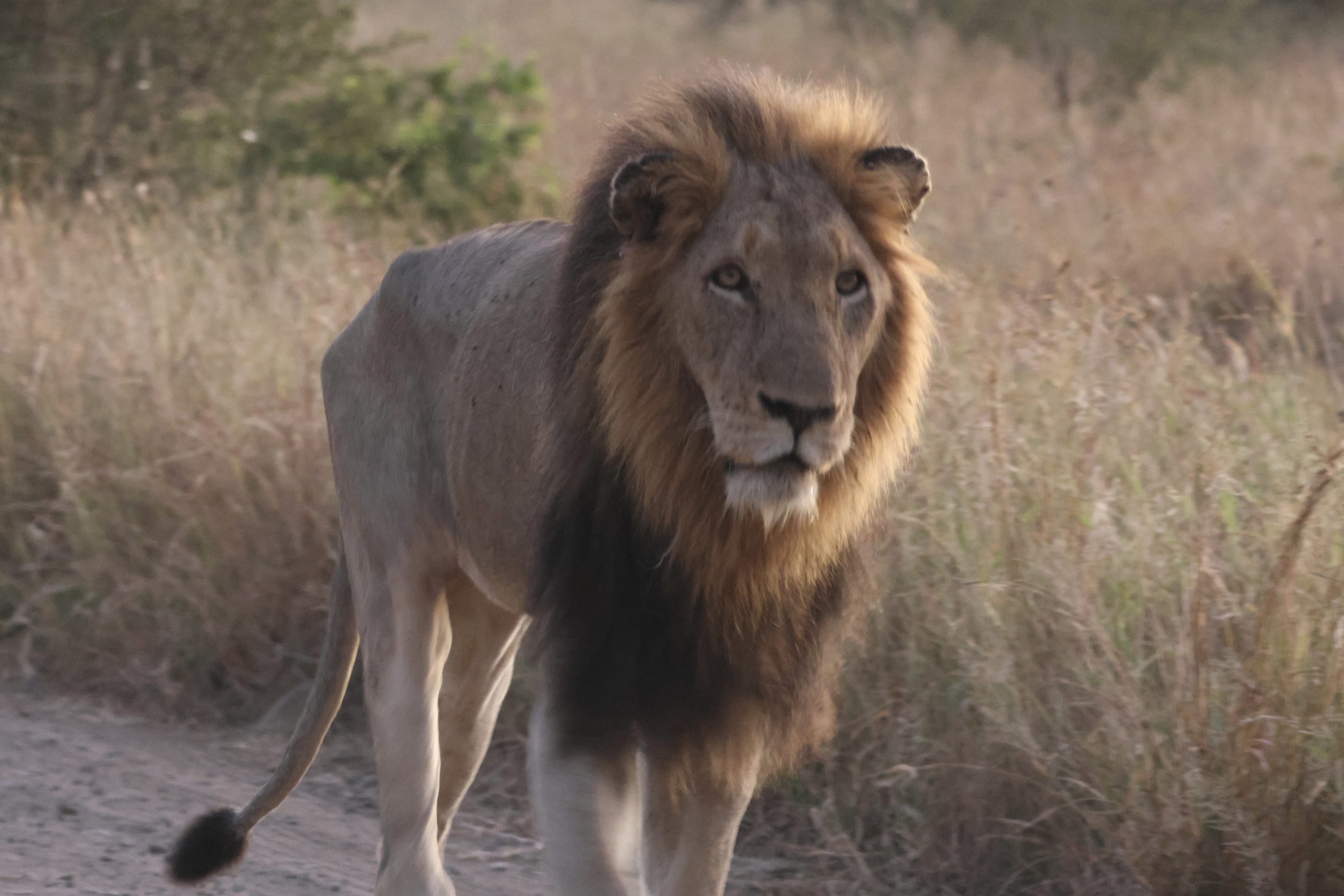 Full day Kruger tour from Hoedspruit