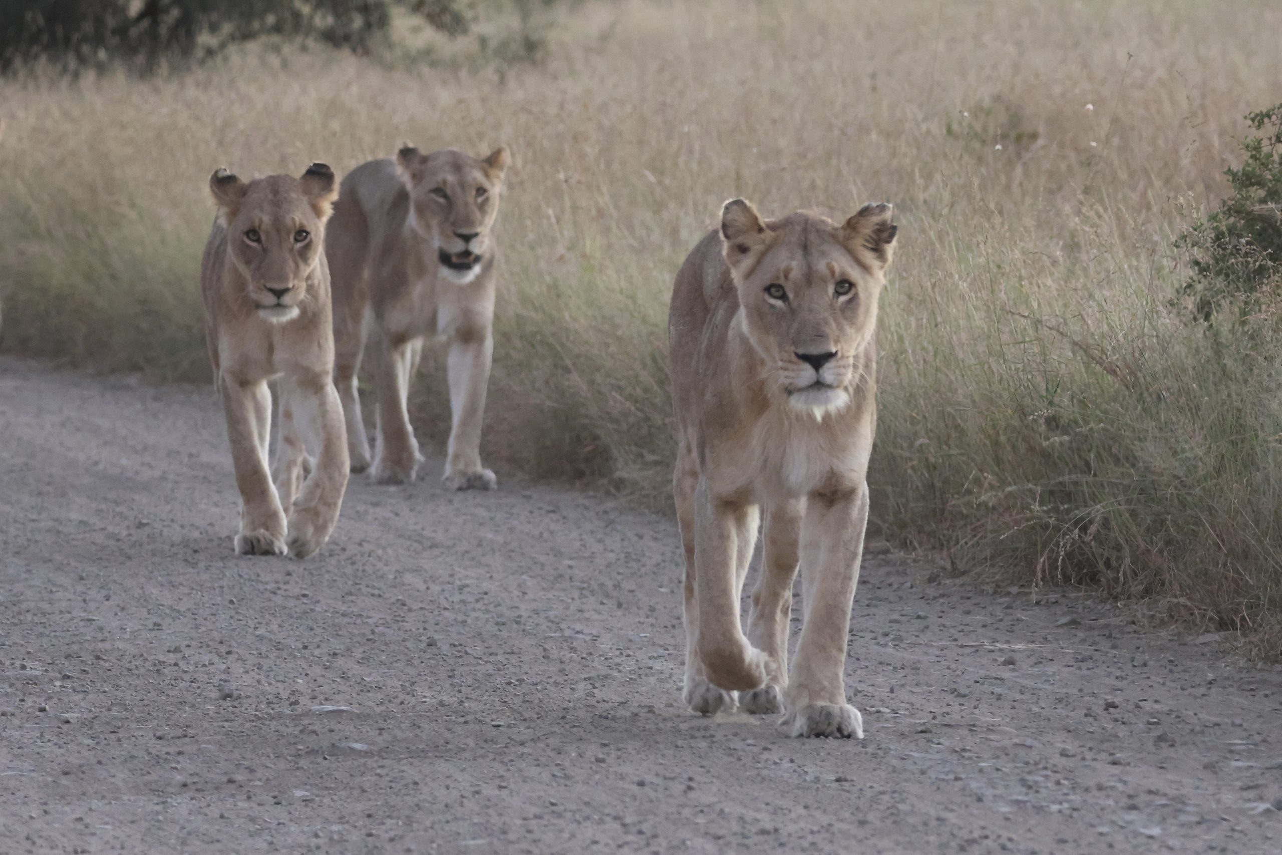 Leaders Through Africa Full Day Kruger Tour