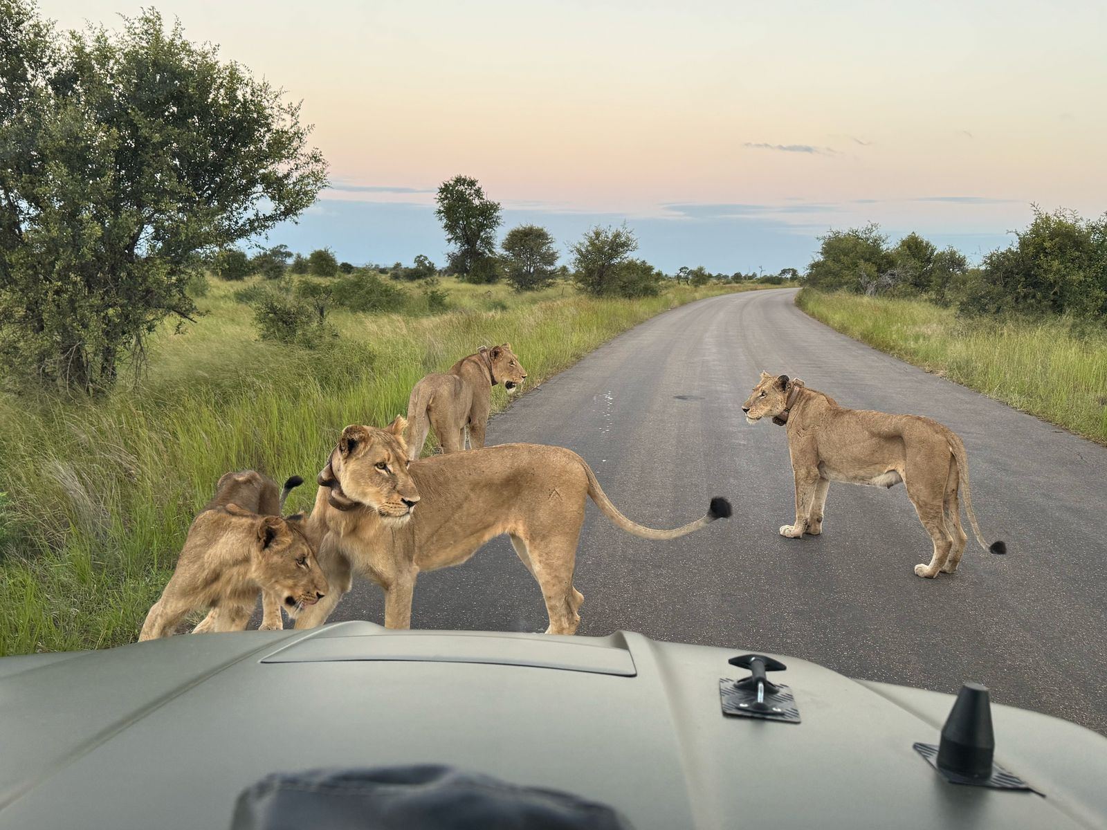 Kruger National Park Private Safari Tours