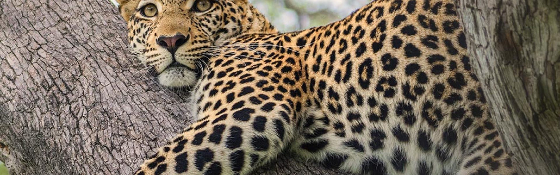 Game Drives in South Africa Sightings